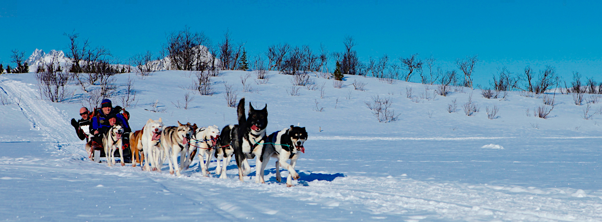 Husky-, Fjord- & Winter-WOW!-Tour in Tromsø, Norwegen (deutsch)