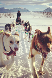 Husky-, Fjord- & Winter-WAU!